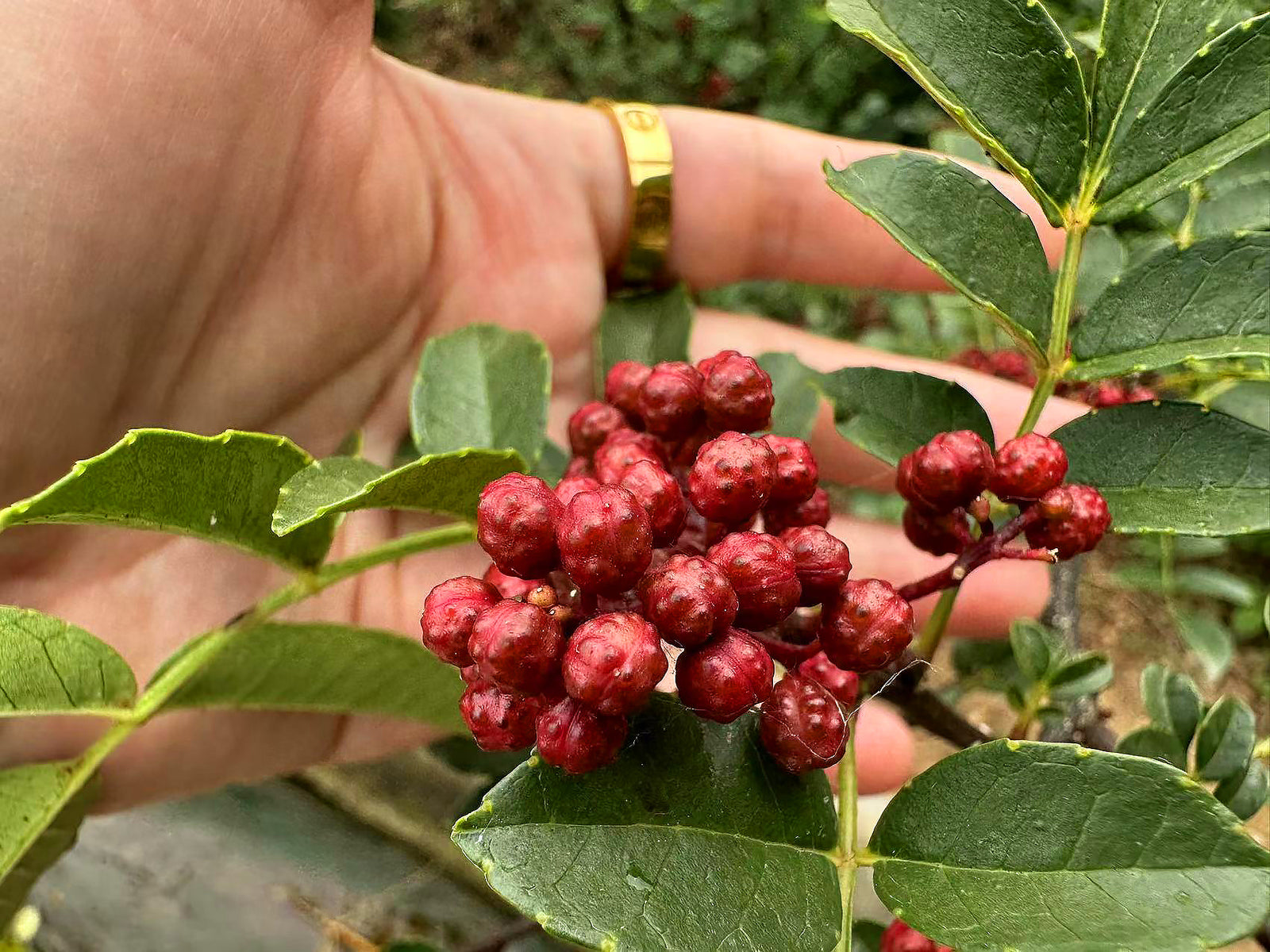 Qingxi Tribute Pepper