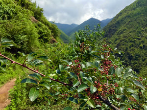 February 2025 Part 2: Spice Harvest + Chongqing Blanket Noodles + Yunnan 