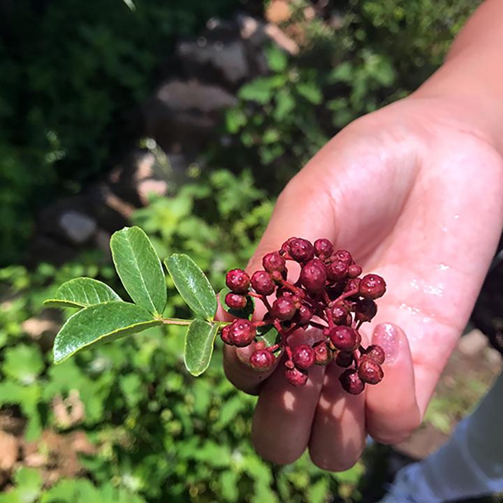 August 2017: Spice Report From Our Month in Sichuan