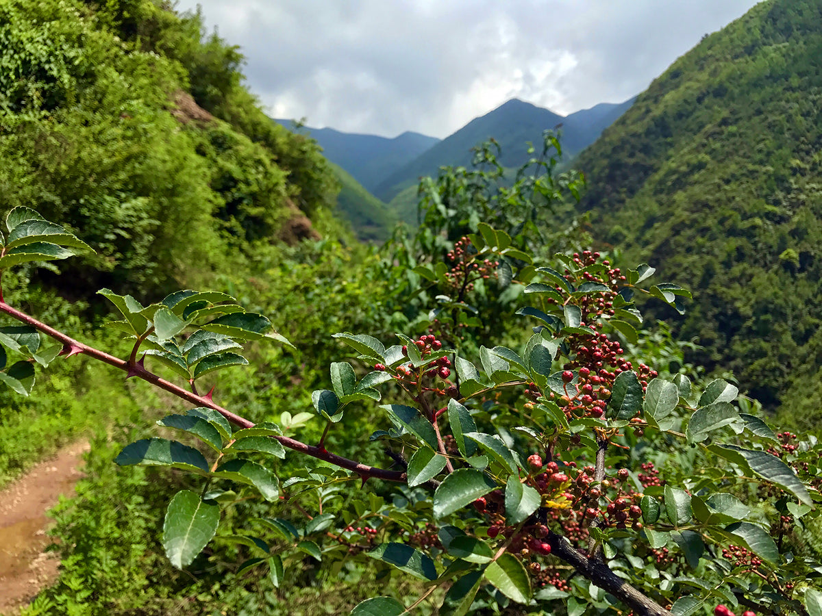 Sichuan pepper growing in the mountains of Qingxi, Sichuan