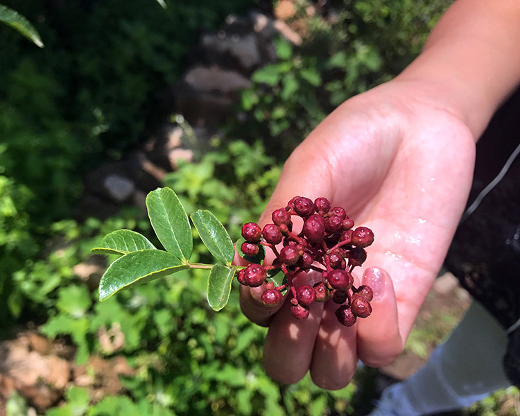 A sprig of fresh red Sichuan pepper with leaves