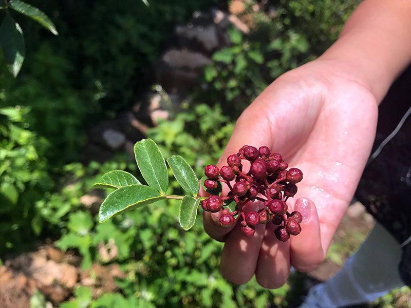 Hand holding a fresh sprig of just-picked Sichuan pepper