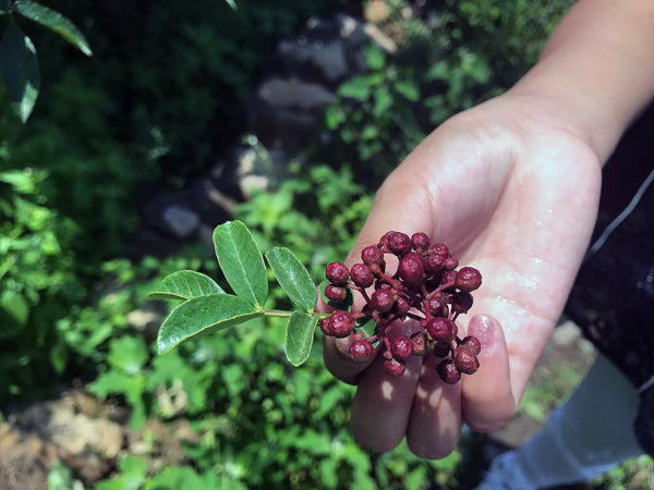 szechuan flower seeds Sichuan Flower Pepper (Special-Grade Da Hong Pao Sichuan Pepper)