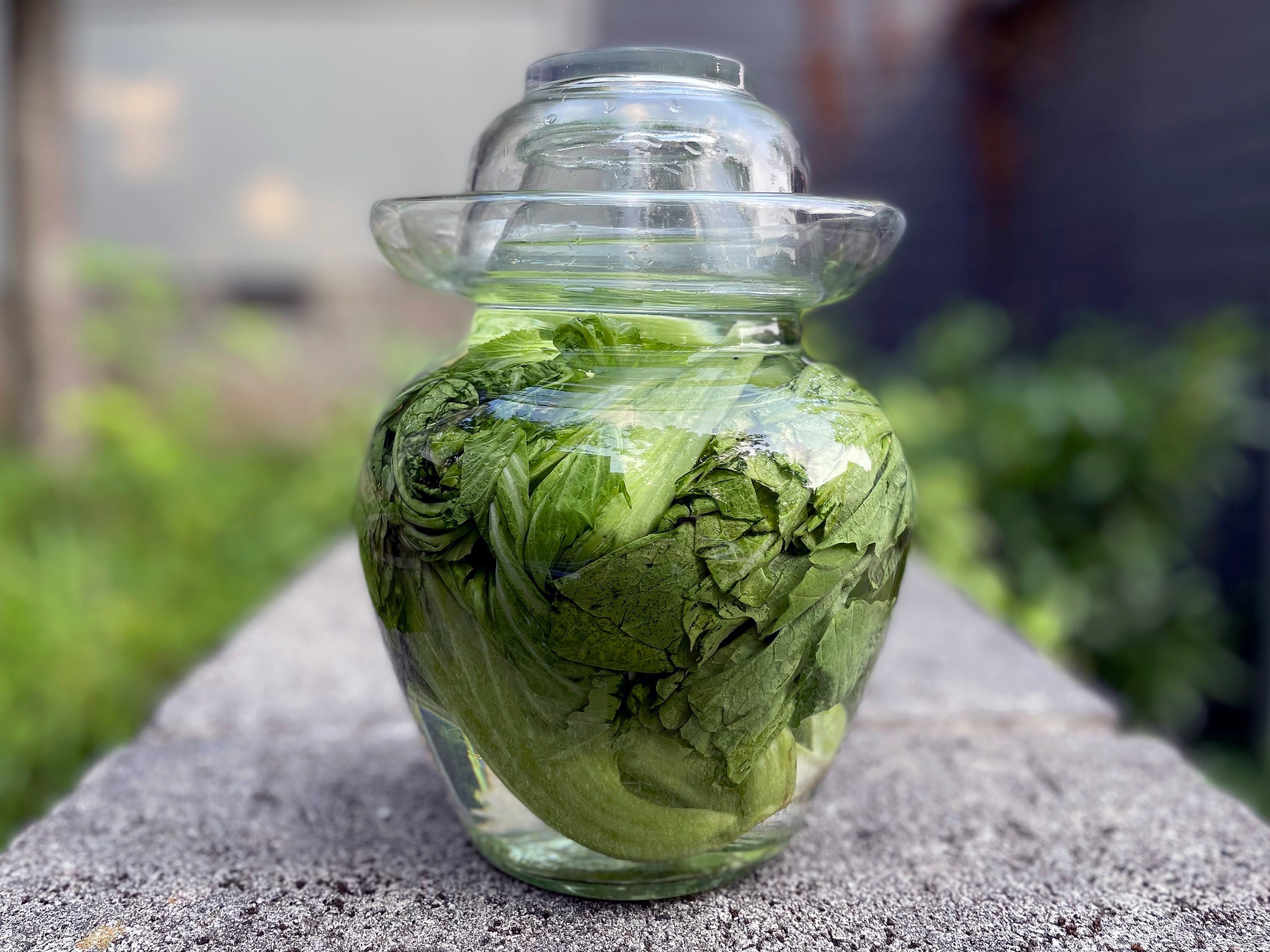 Sichuan Paocai Pickle Jar With Chinese Mustard Greens